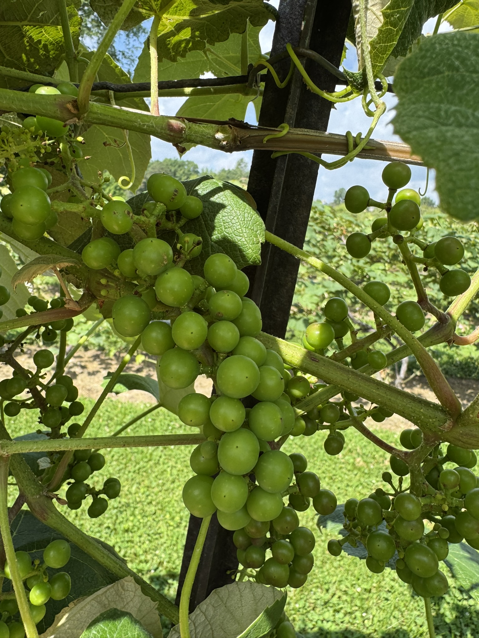 Photo 1- grapes 7-1-26.JPEG